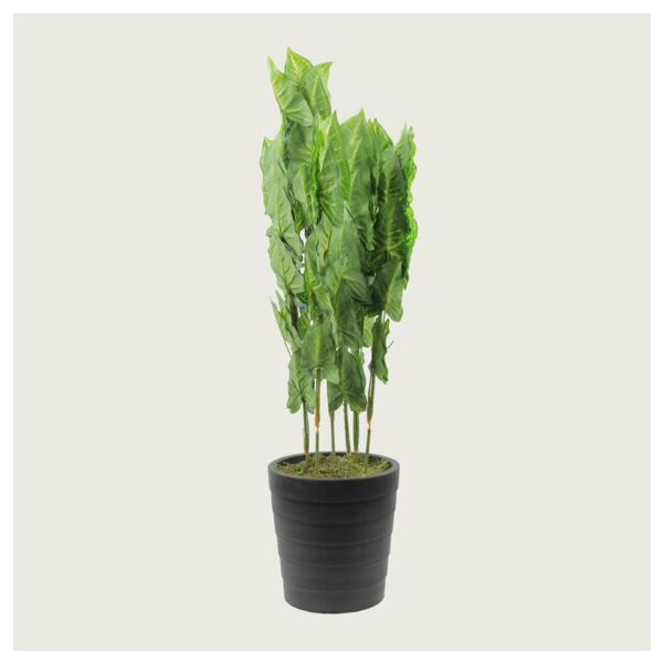 baytonia_main product photo