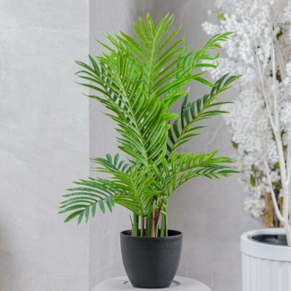 baytonia_main product photo