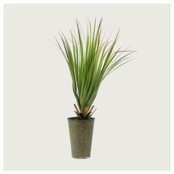 baytonia_main product photo