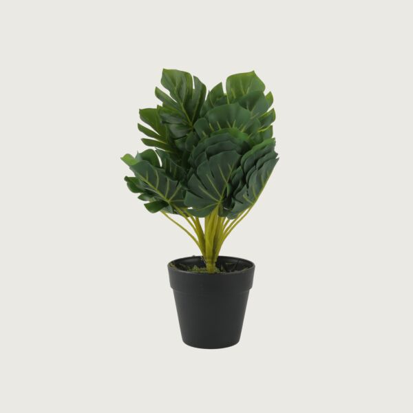 baytonia_main product photo