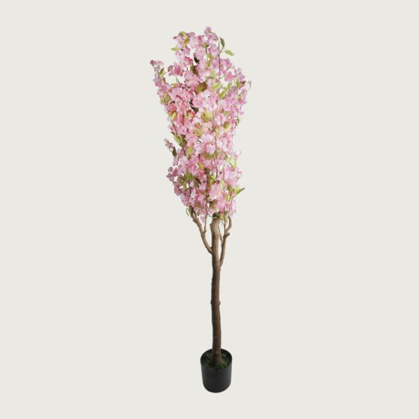 baytonia_main product photo