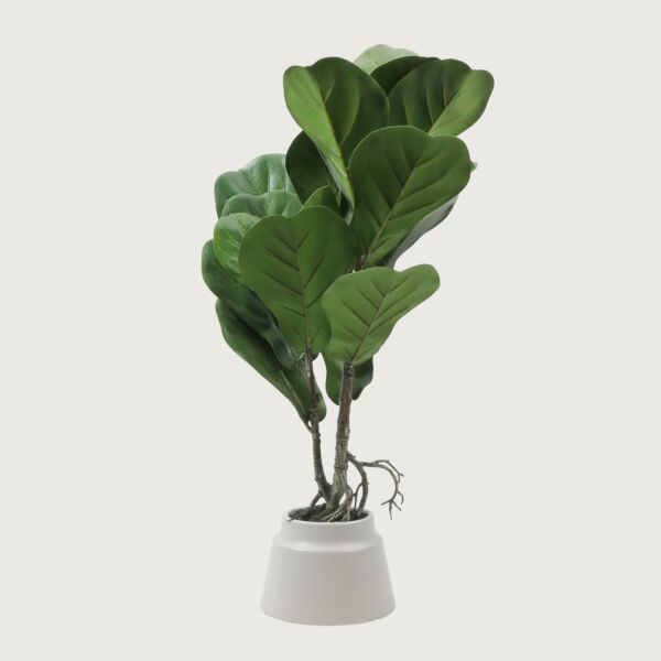 baytonia_main product photo
