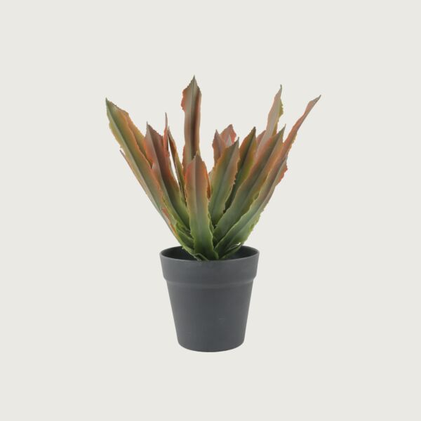 baytonia_main product photo