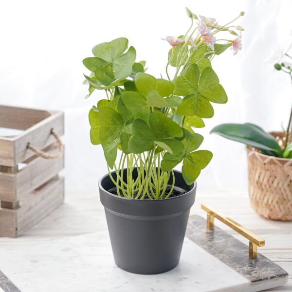 baytonia_main product photo