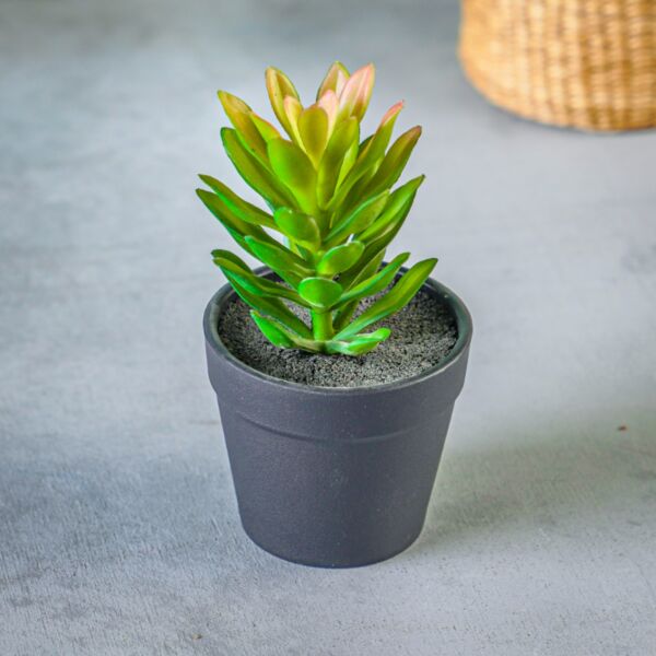 baytonia_main product photo