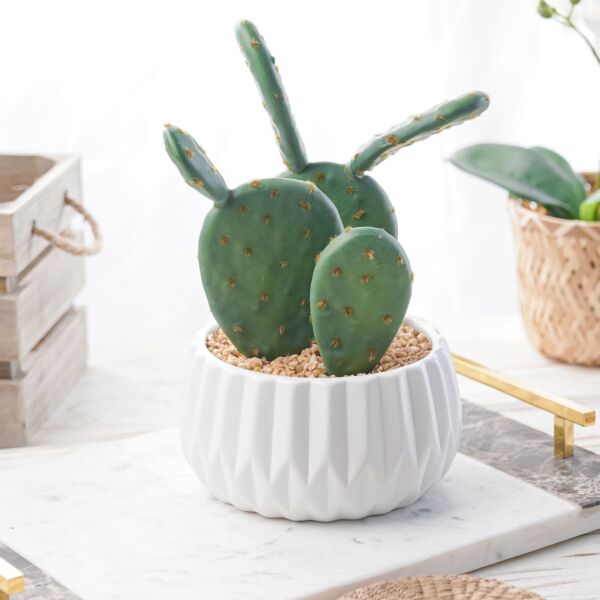 baytonia_main product photo
