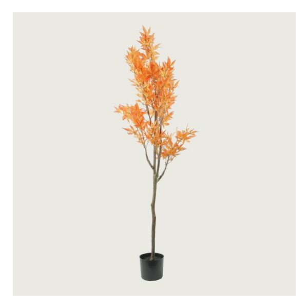 baytonia_main product photo