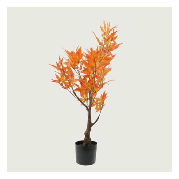 baytonia_main product photo