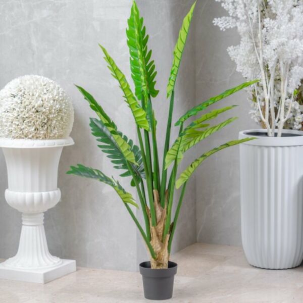 baytonia_main product photo