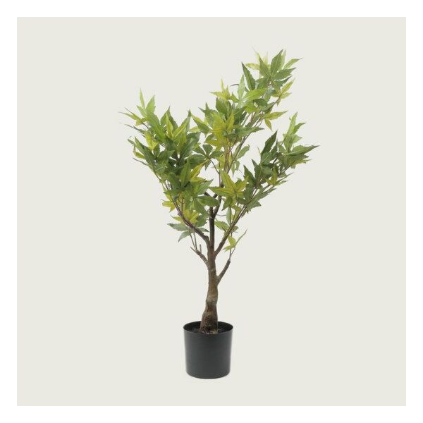 baytonia_main product photo
