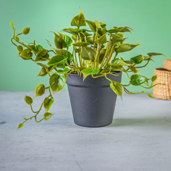 baytonia_main product photo