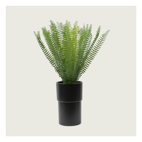 baytonia_main product photo