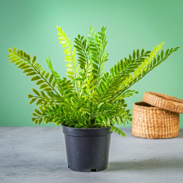 baytonia_main product photo