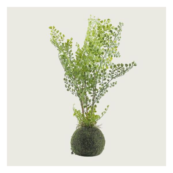 baytonia_main product photo
