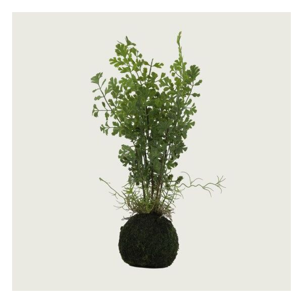 baytonia_main product photo