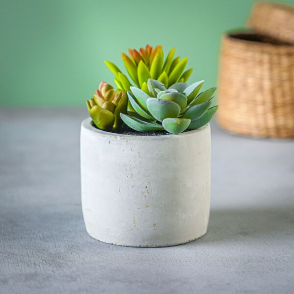 baytonia_main product photo