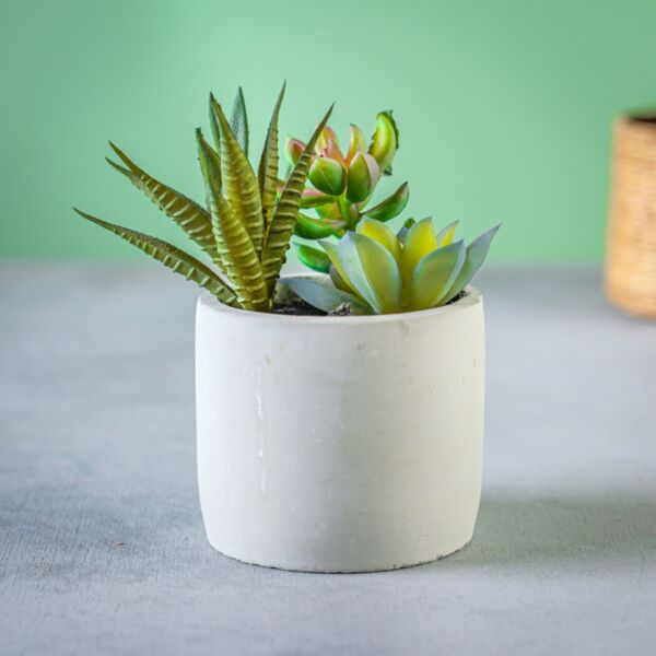 baytonia_main product photo