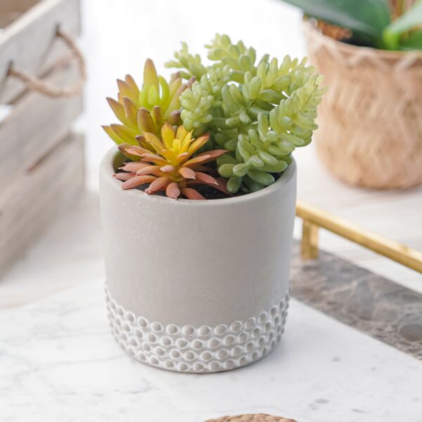 baytonia_main product photo