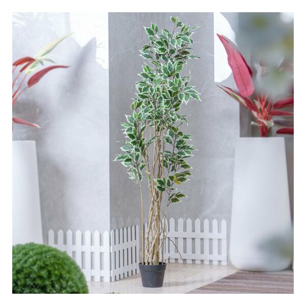 baytonia_main product photo