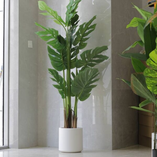 baytonia_main product photo
