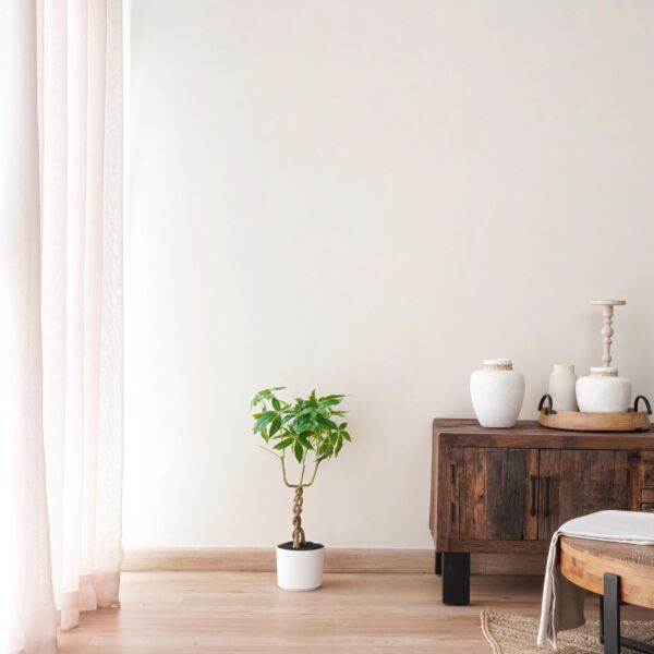 baytonia_main product photo